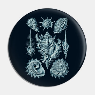 Ernst Haeckel Prosobranchia Sea Shells Cerulean Pin