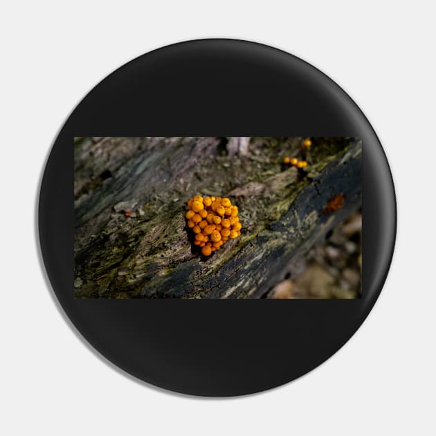 Mushroom growing in the wild jigsaw puzzle Pin by Baraka Designs