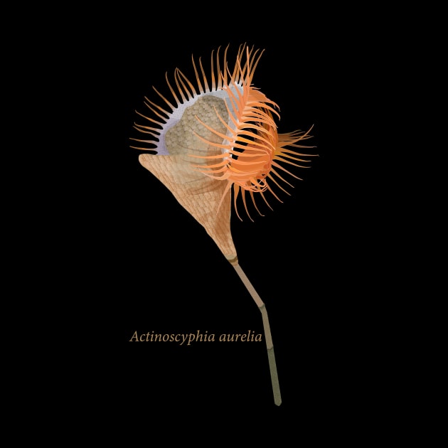 Venus flytrap sea anemone- Actinoscyphia aurelia by birdoptera