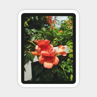 Beachside Orange Hibiscus Flower Magnet