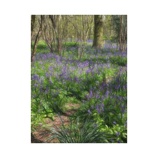 dappled light in woodland favoured by blue bells by mister-john