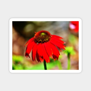 Salsa Red Coneflower Magnet