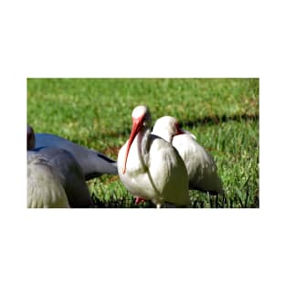 American White Ibis T-Shirt