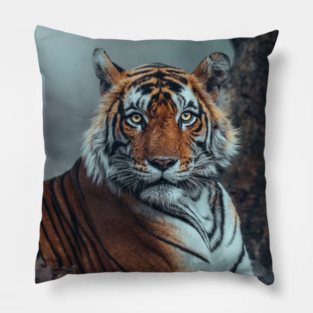 Staring Bengal Tiger Pillow by withluke