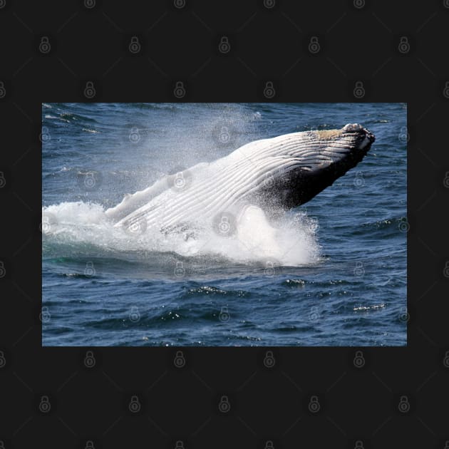 Humpback whale breaching off Eden, NSW by Kirkcov