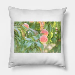 Ripe Summer Peaches in an Okanagan Orchard Pillow