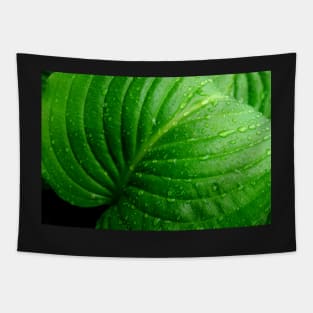 Hosta Leaf Tapestry