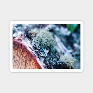 Lichen on a birch tree stump Magnet