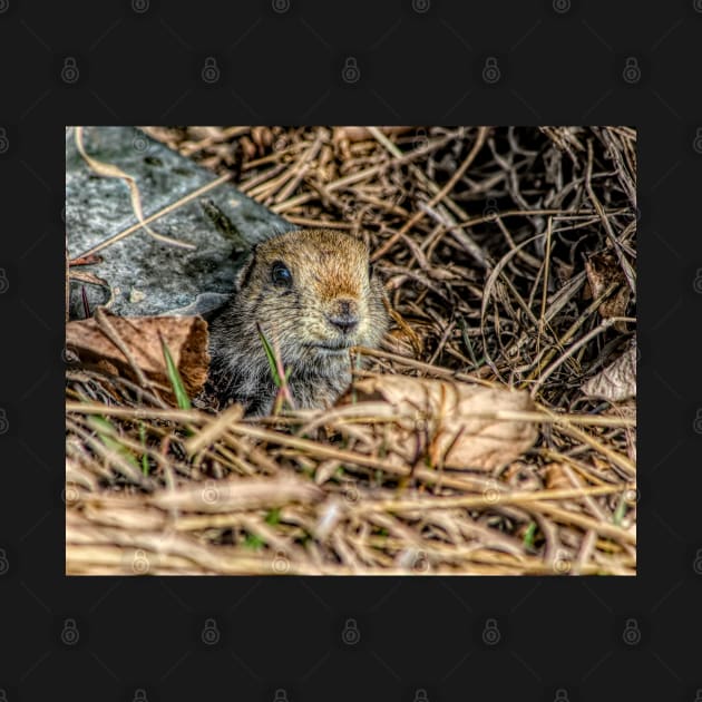 Richardson Ground Squirrel in HDR by CanadianWild418