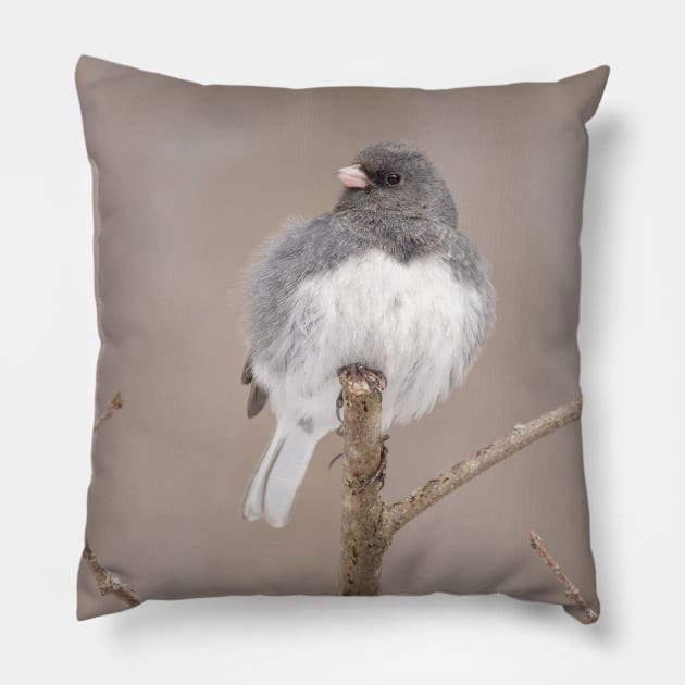 Fluffy Dark Eyed Junco with brown/tan blurred background Pillow by BirdsnStuff