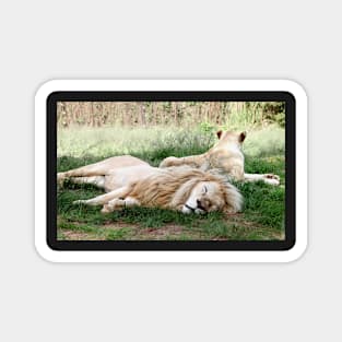 Pair of White Lions Magnet