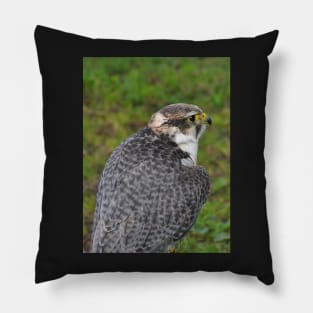 Peregrine falcon Pillow