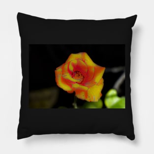 Yellow red rose blossom Pillow