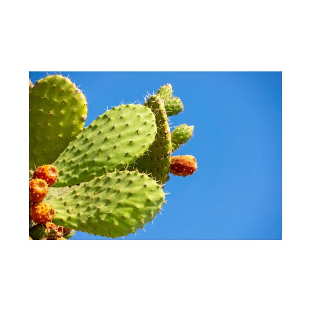 Cactus. by sma1050