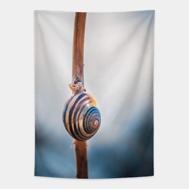 Hang Tight! Snail Shell Photograph Tapestry by love-fi