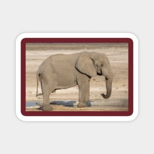 Namibia. Etosha National Park. Elephant at the Waterhole. Magnet