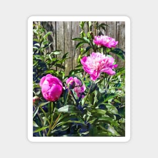 Pink Peonies By Stockade Fence Magnet