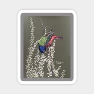 Painted Bunting Magnet