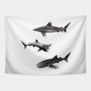 Sharks : Oceanic Whitetip, Basking Shark, Whale Shark Tapestry