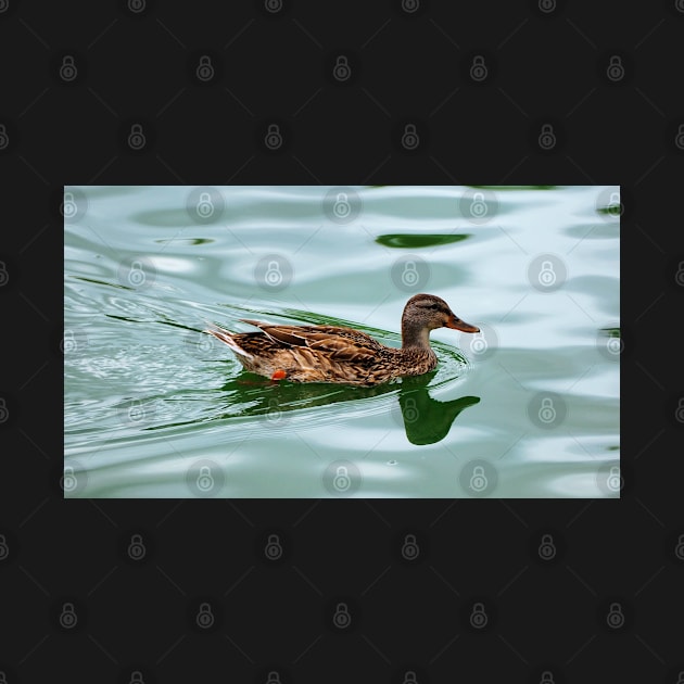 Duck Swimming In a Pond by BackyardBirder