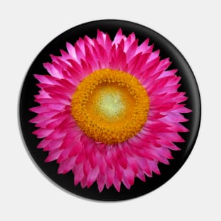 wonderful pink flower, blossom, nature, aster Pin