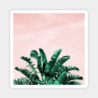 Turquoise Banana Leaves, pink sky Magnet