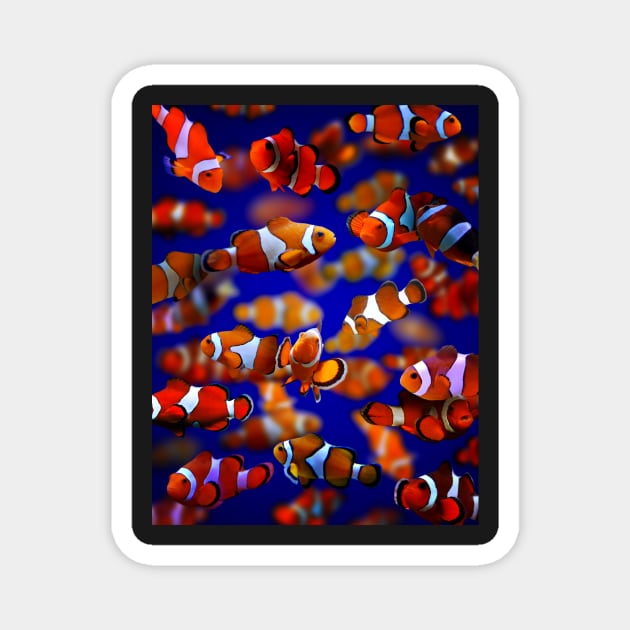Clown Fish Magnet by MaxencePierrard