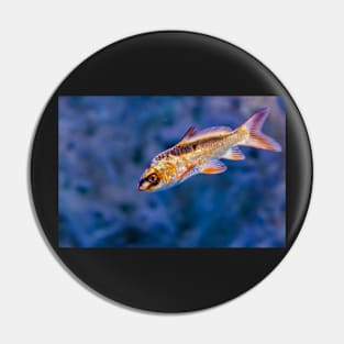 Golden iridescent aquarium fish Pin