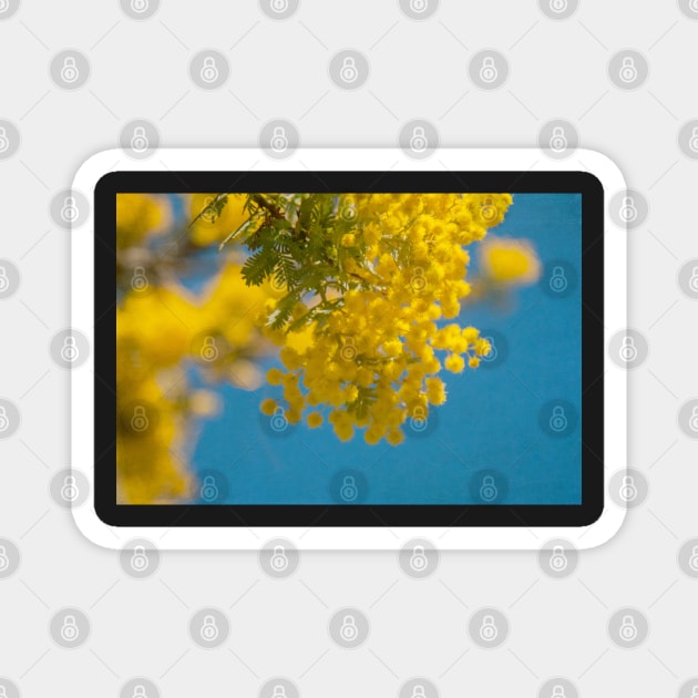 Wattle 2 Magnet by DeborahMcGrath