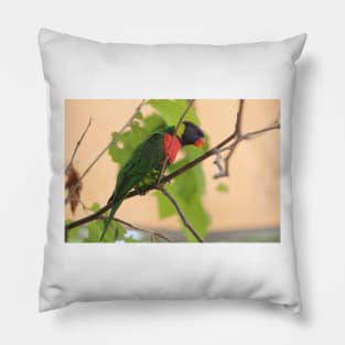 Rainbow Lorikeet Pillow