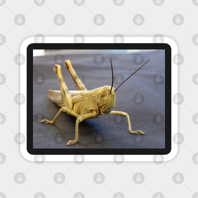 Grasshopper Magnet by LeanneAllen