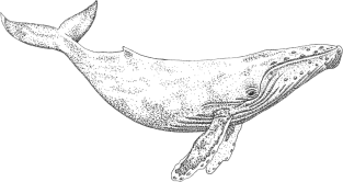 Humpback Whale Magnet