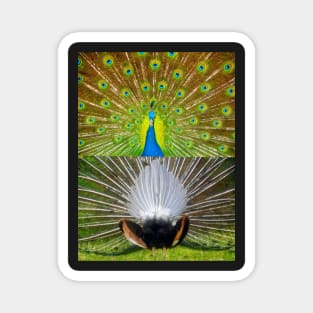 Peacock feather display Magnet