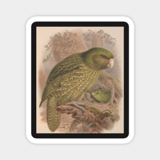 Kakapo, by Johannes Keulemans Magnet