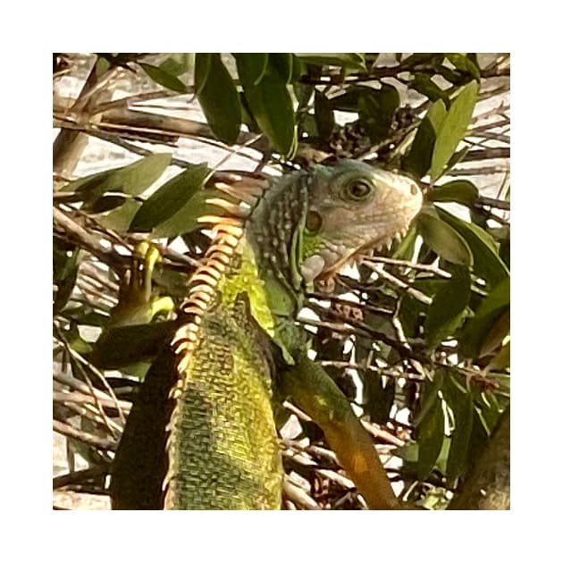 Alert Green Iguana Climbing a Tree by gldomenech