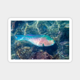 Bluechin Parrotfish in the Galapagos Islands, Ecuador Magnet