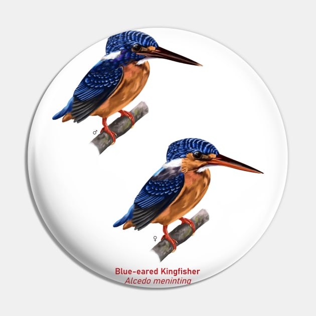 Blue-eared kingfisher | Alcedo meninting ⚥ Pin by bona 