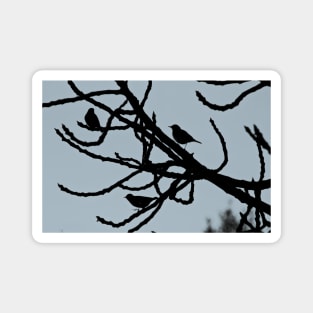 Sparrows Birds Tree Bare Branches Silhouette Magnet