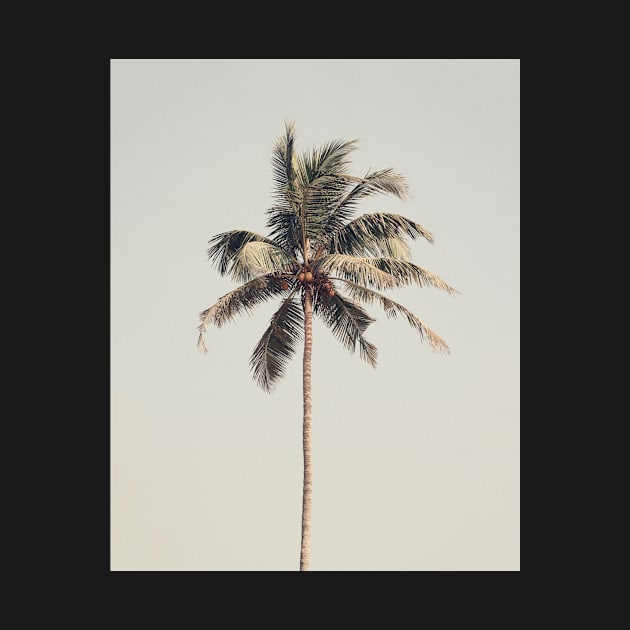 Palm tree by the beach by beyondreason