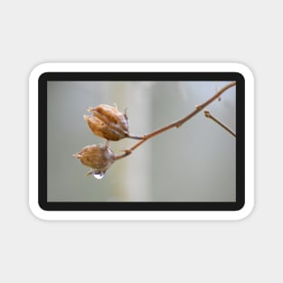 Rose of Sharon branch ~ prior to Spring Magnet