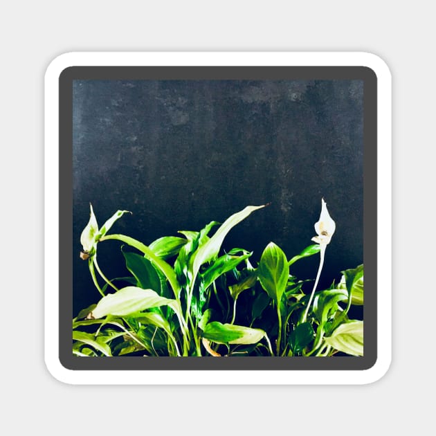 Peace lily green flower leaves. Magnet by BlackWhiteBeige