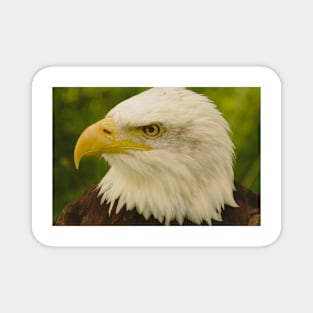 Bald Eagle (Warm) Magnet