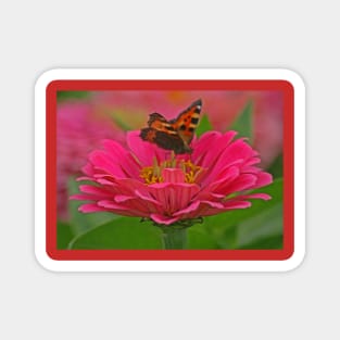 Tortoiseshell Butterfly, August 2021 Magnet