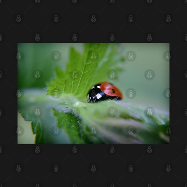 Ladybug on a leaf by InspiraImage