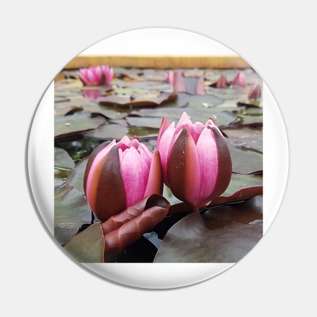 Water Lily Close Up Pin by DesignMore21