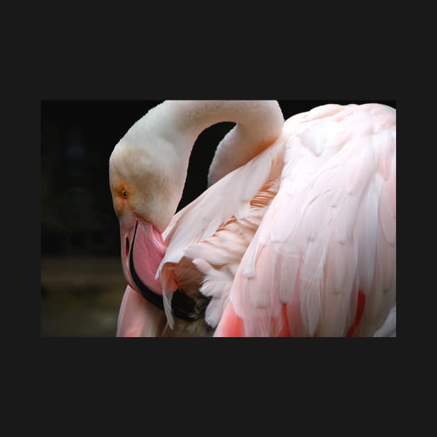 Greater Flamingo Preening by Carole-Anne