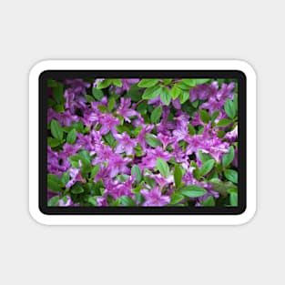 Azaleas Magnet