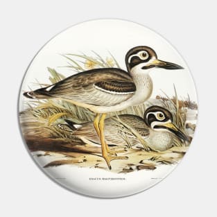 Large-billed Plover (Esacus magnirostris) Pin