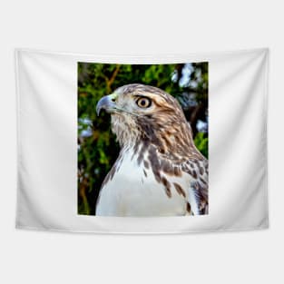 Red Tailed Hawk Tapestry