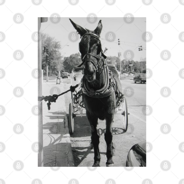 A Mule in New Orleans by Reilly's Fine Art and Designs